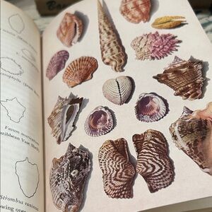 Sea Treasure Hardcover Book